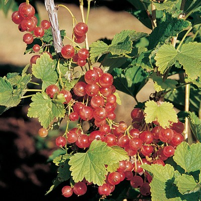 Ribes spicatum 'Gloire Des Sablons'