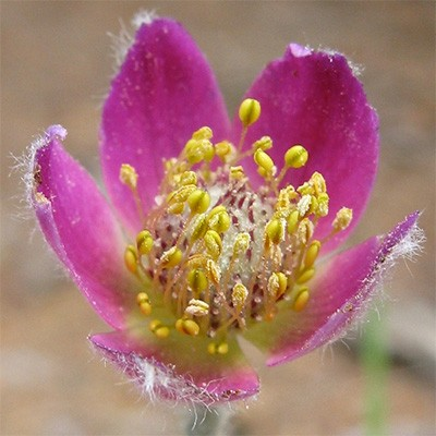 Anemone multifida 'Rubra' (Cutleaf Windflower)