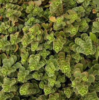 Sedum spurium 'Summer Glory' (Stonecrop)