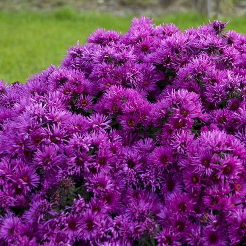 Aster novae-angliae 'Pink Crush'