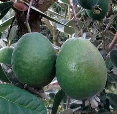 Feijoa/ Acca sellowiana 'Anatoki' (Pineapple Guava)