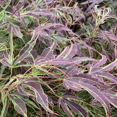 Acer palmatum 'Manyo no sato' (Japanese Maple)