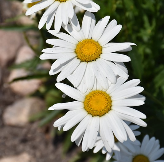Leucanthemum x superbum 'Silver Princess'