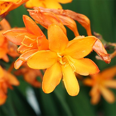 Crocosmia 'Star of the East'