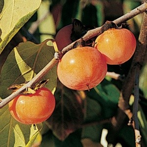 Diospyros virginiana 'Early Golden' (American Persimmon)