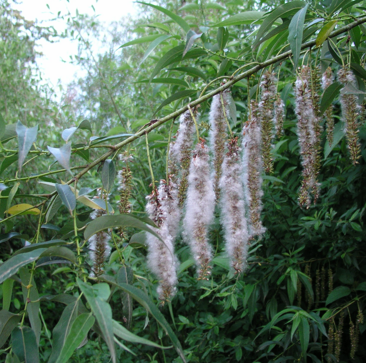 Salix lasiandra