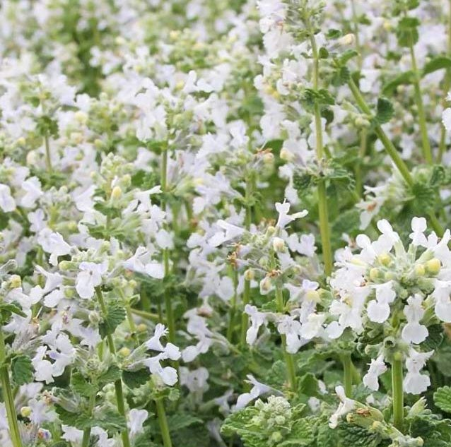Nepeta x faassenii 'Serene Frost' (Catmint)