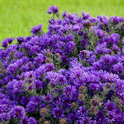 Aster novae-angliae 'Grape Crush'