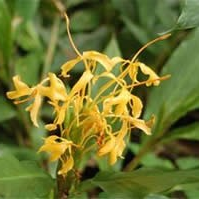 Hedychium 'Molten Gold'