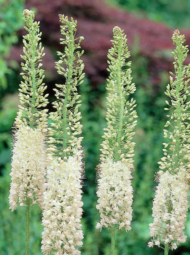 Eremurus - White (Foxtail Lily)
