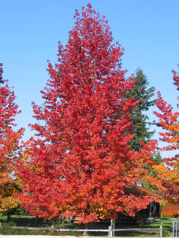 Liquidambar styraciflua 'Firehouse'