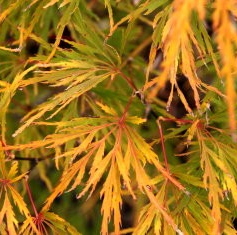 Acer palmatum dissectum 'Flavescens' (Japanese Maple)