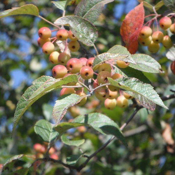 Malus diversifolia