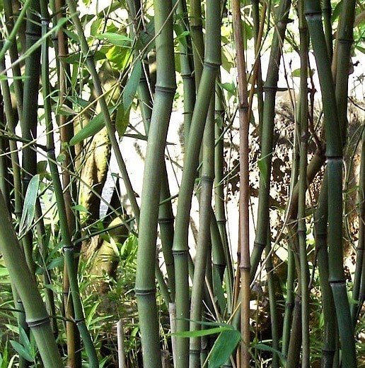 Phyllostachys aureosulcata 'Alata'