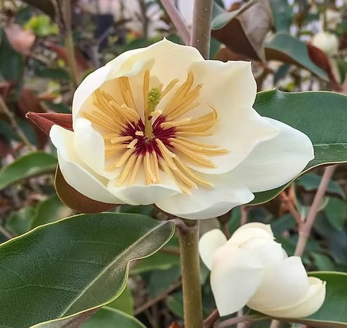 Magnolia 'Coppertallica'