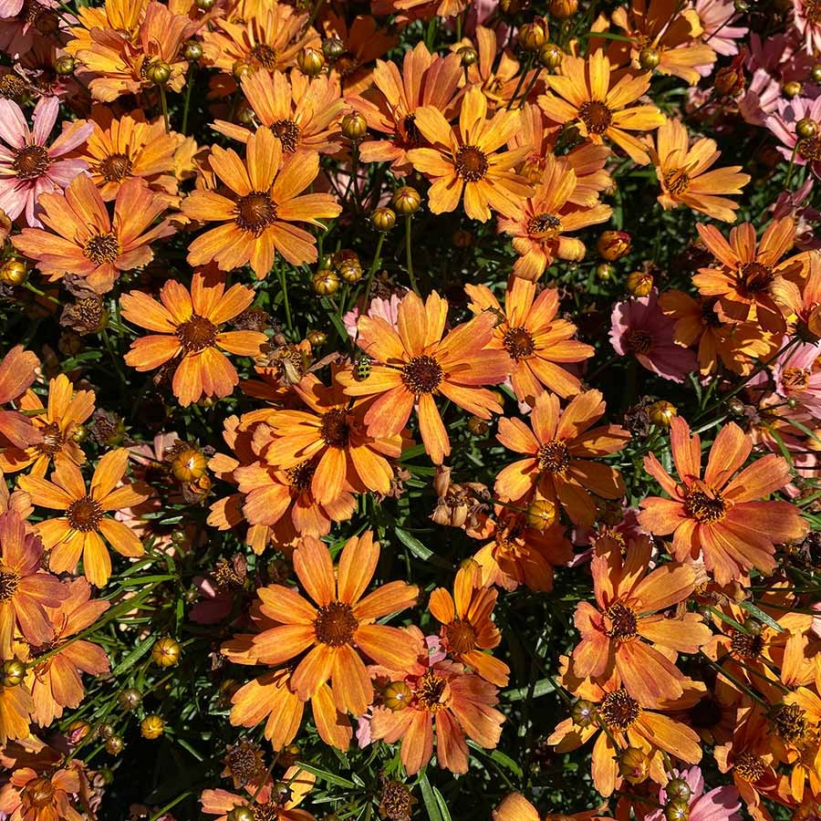 Coreopsis verticillata Nova 'Amber' (Tickseed)