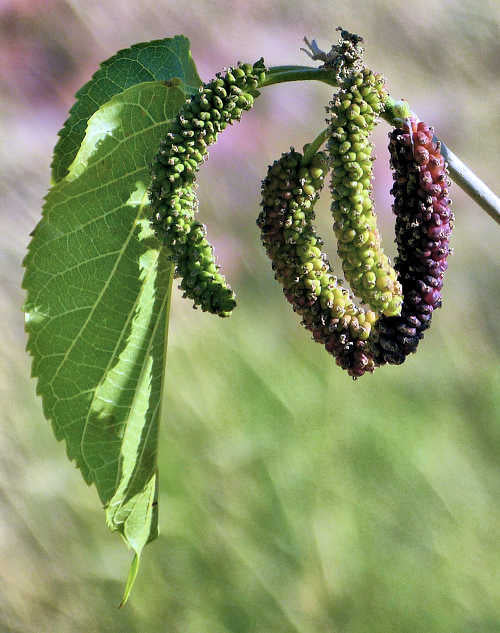 Morus macroura 'Pakistan' (Mulberry)