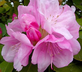 Rhododendron 'Royal Pink'