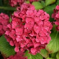 Hydrangea macrophylla 'Hornli'