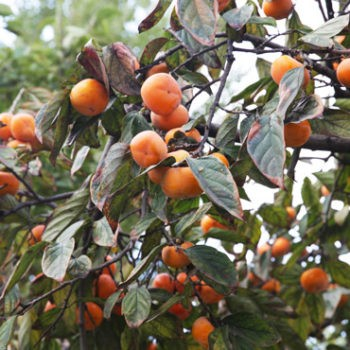 Diospyros virginiana 'Prairie Gem' (American Persimmon)