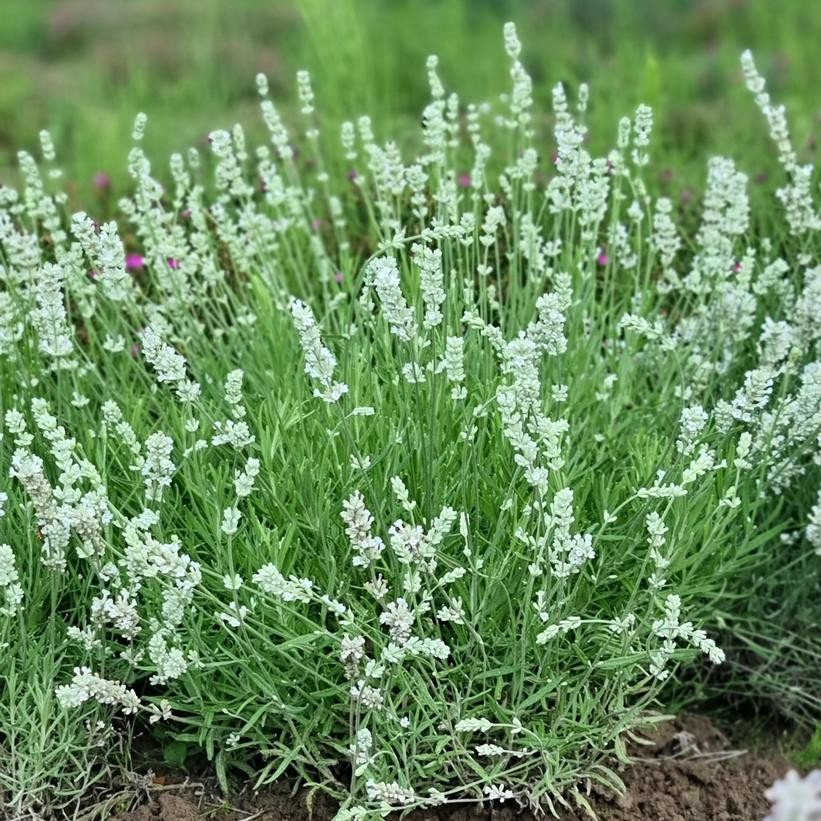 white lavender plants for sale Lavandula angustifolia 'Big Time White' – Green Thumb Nurseries