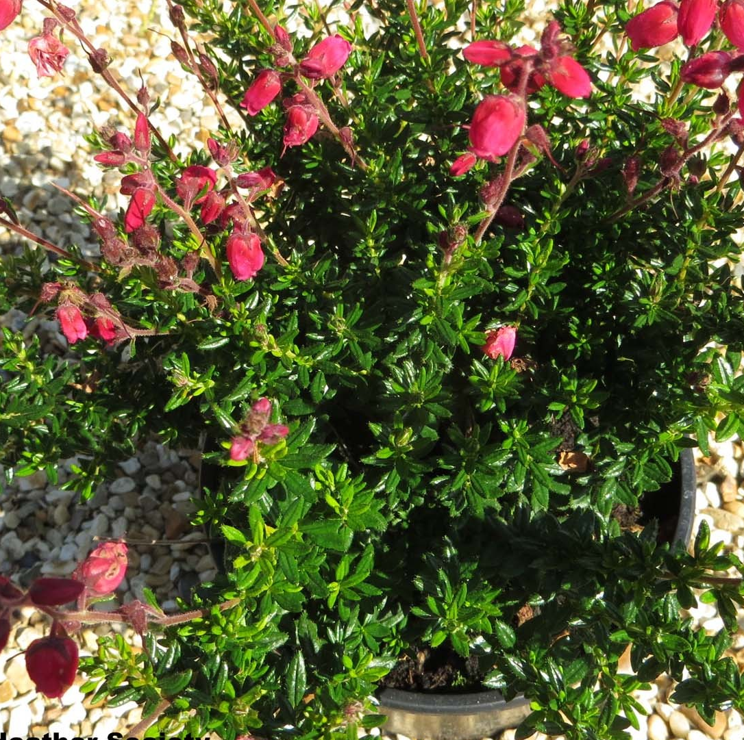 Daboecia  cantabrica "Angelina"