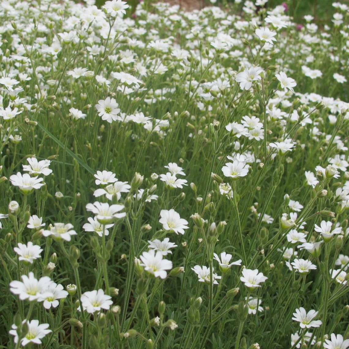 Cerastium arvense