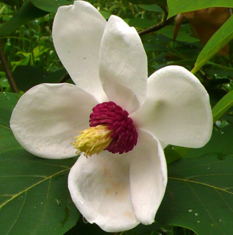 Magnolia sieboldii 'Colossus'