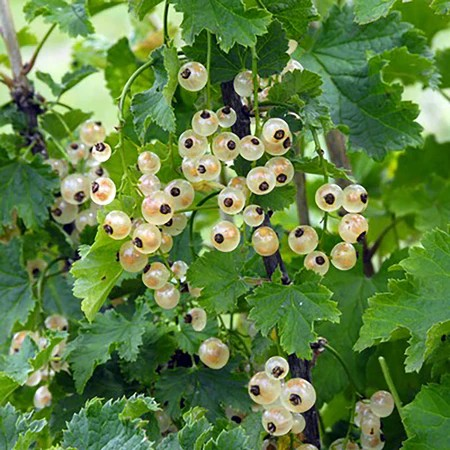 Ribes spicatum 'Bar-le-duc'
