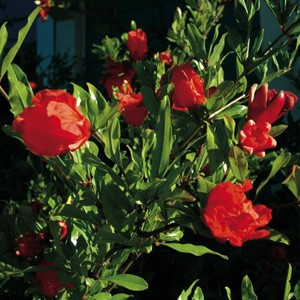 Punica granatum 'Crimson Sky' (Pomegranate)