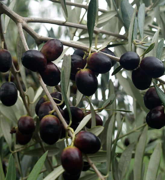 Olea europaea 'Leccino' (Olive)