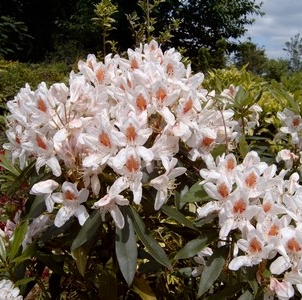 Rhododendron 'Multimaculatum'