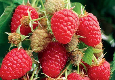 Rubus idaeus 'Tulameen' (Raspberry)