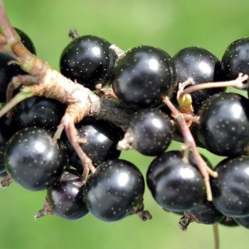Ribes nigrum 'Black September'