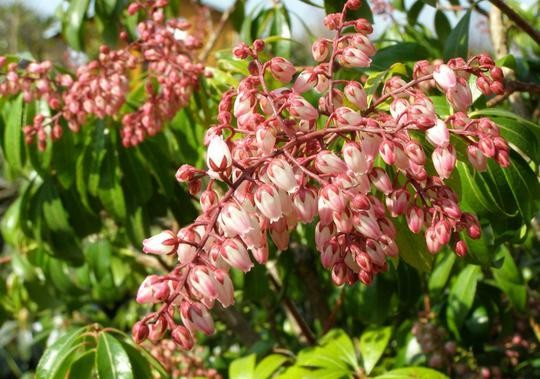 Pieris japonica 'Rosalinda'
