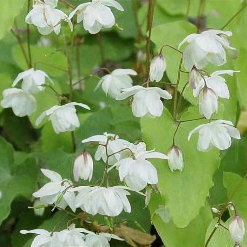 Epimedium 'Alabaster'