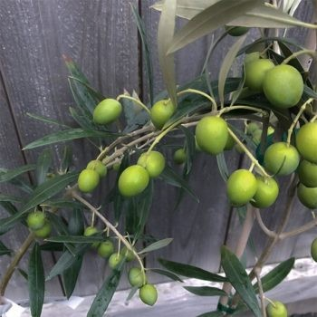Olea europaea 'Harvest Joy' (Olive)