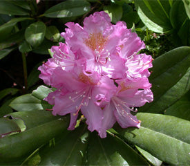 Rhododendron 'Ponticum' (Purple)