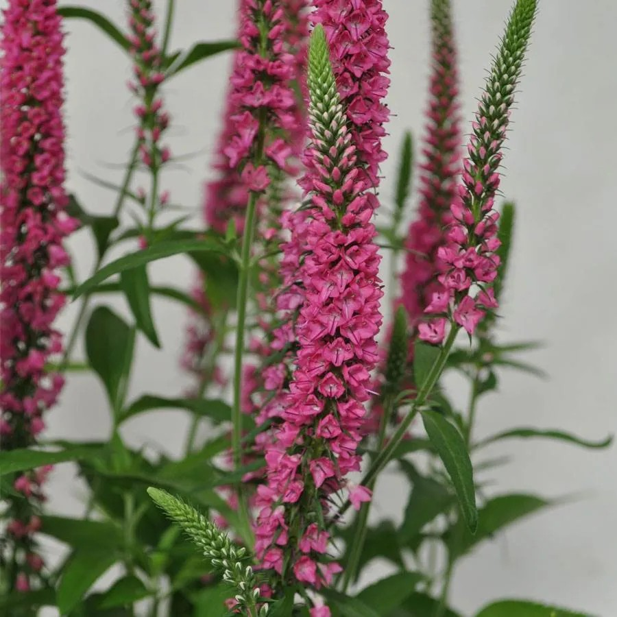 Veronica 'Vernique Raspberry' (Speedwell)