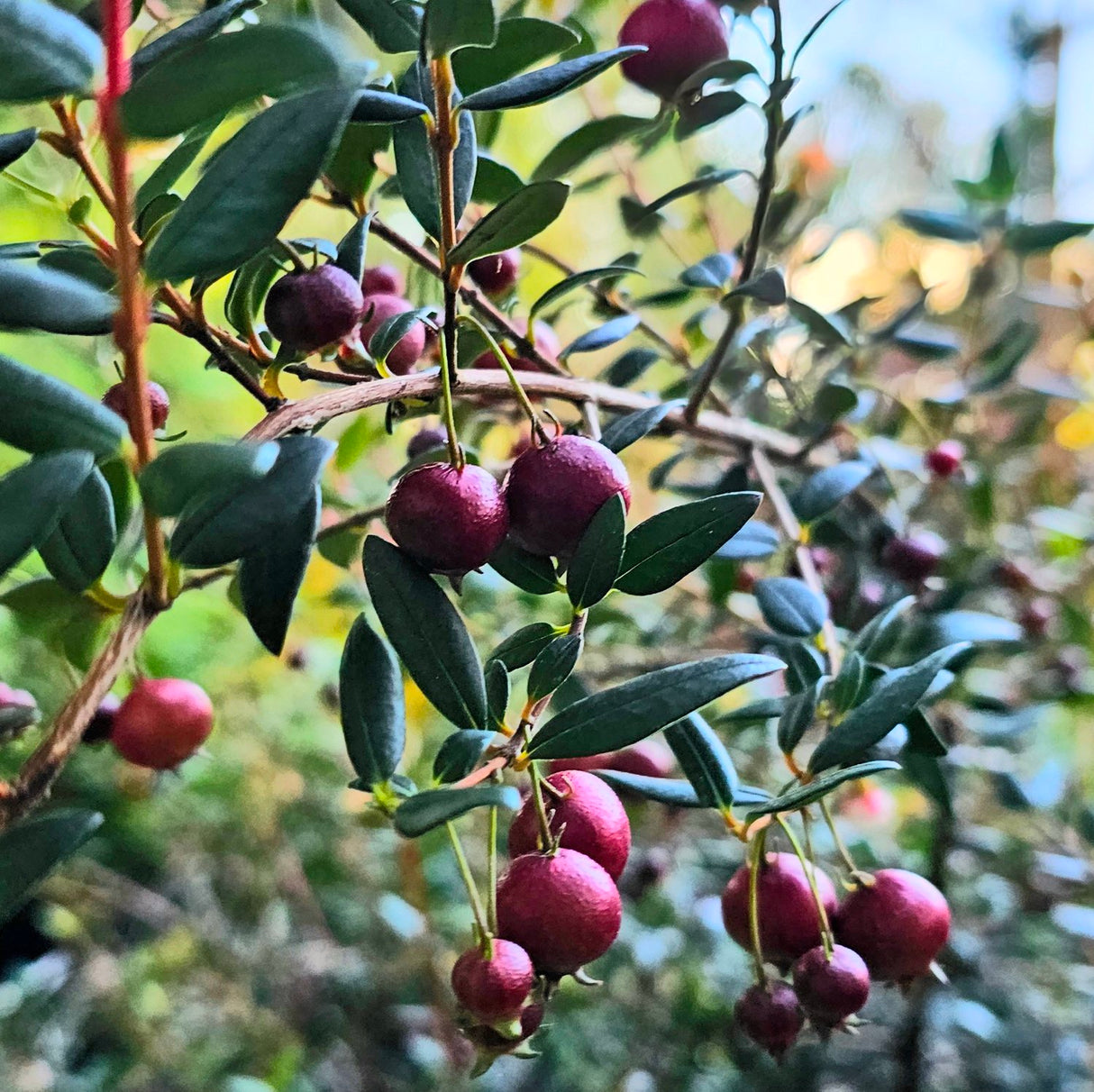 Ugni molinae 'Villarica Strawberry' (Chilean Guava)