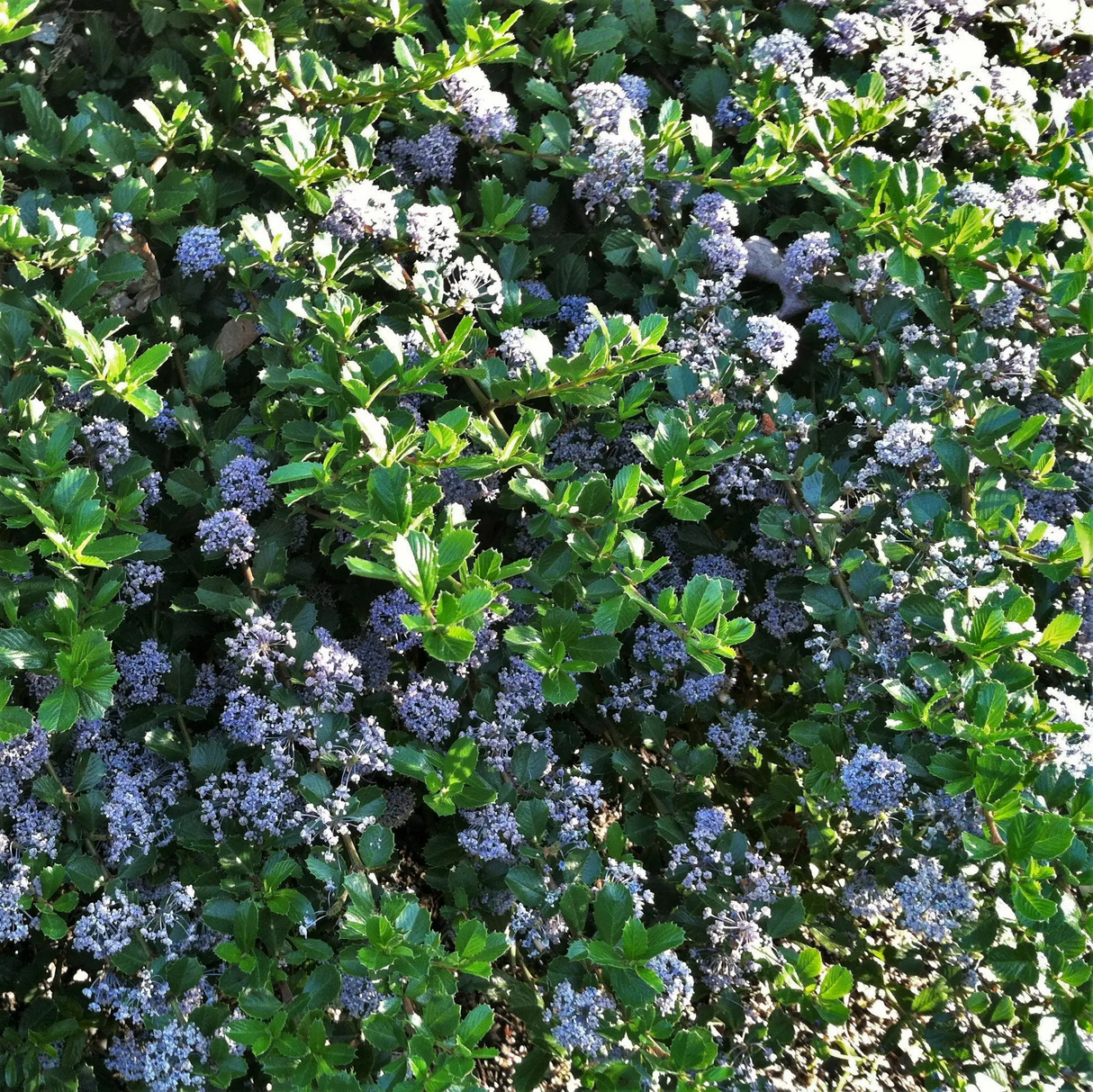 Ceanothus 'Point Reyes'