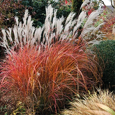 Miscanthus sinensis 'Fire Dragon' (Maiden Grass)