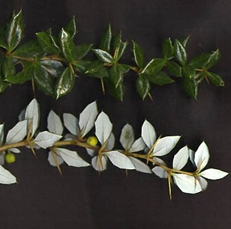 Berberis Verruculosa (Warty Barberry)
