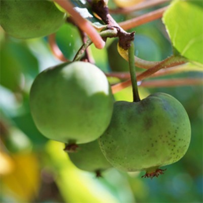 Actinidia arguta 'Chang Bai 5' (Kiwi)
