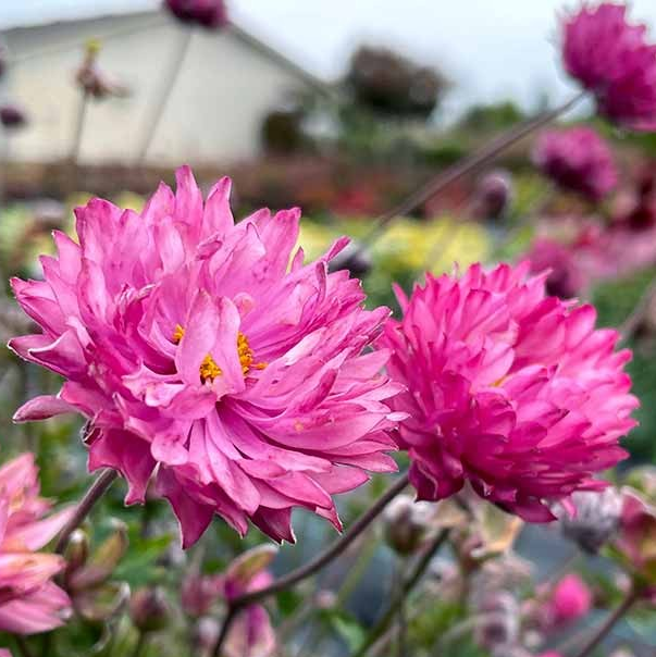 Anemone Puff 'Pink' (Windflower)