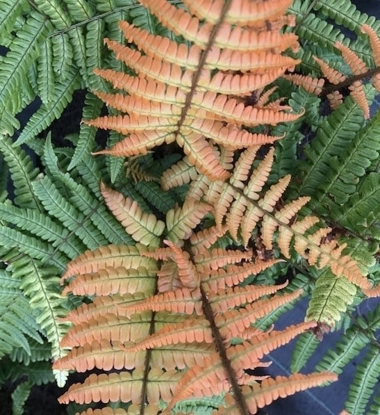 Dryopteris wallichiana 'Jurassic Gold'