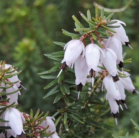 Erica x darlyensis 'Jenny Porter'
