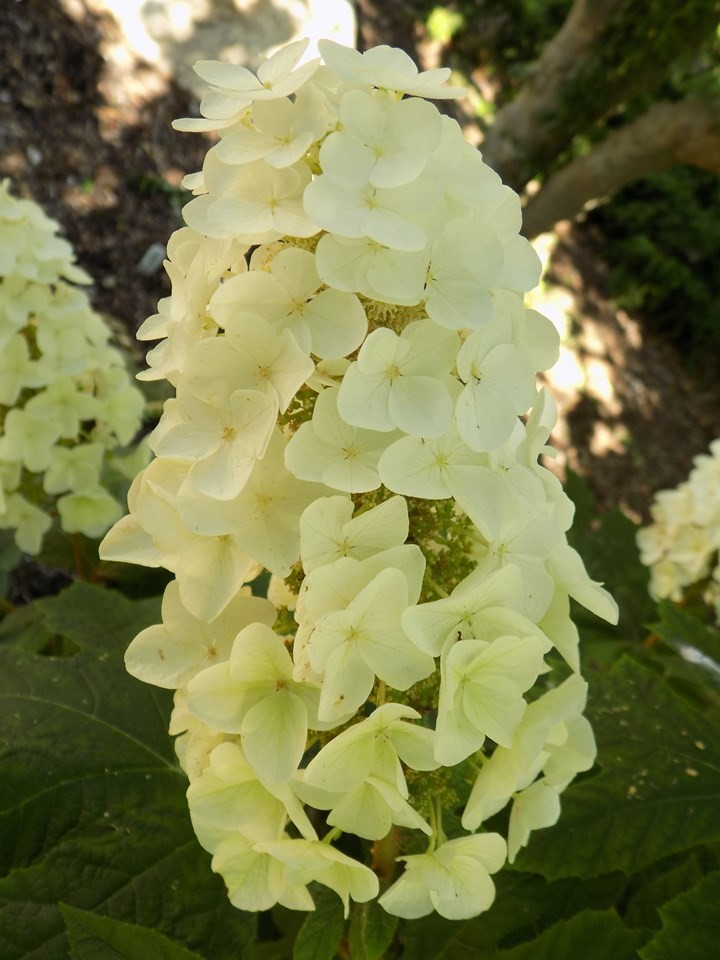 Hydrangea quercifolia 'Queen of Hearts'