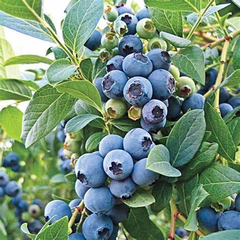 Vaccinium 'O'Neal' (Blueberry)