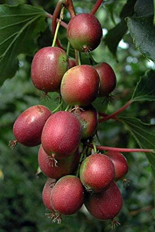 Actinidia arguta 'Ken's Red' (Kiwi)